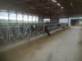 Agricultural Concrete Job - Freestall Barn